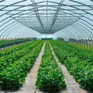 الزراعة المحمية ومواد التغطية