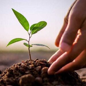 الأشتال والنباتات